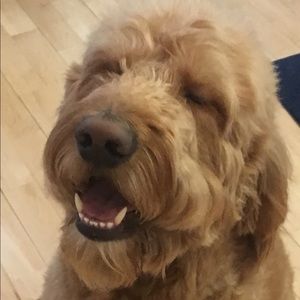 Meet your Posher, Morgan